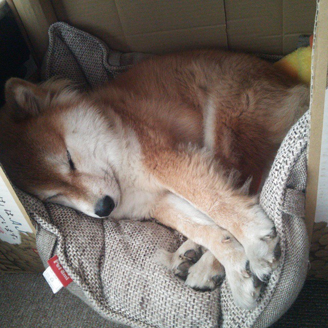 乐鱼体育在线-美国队赛制解析：赛制中的优势与劣势，如何优化发挥，美国队比赛日程