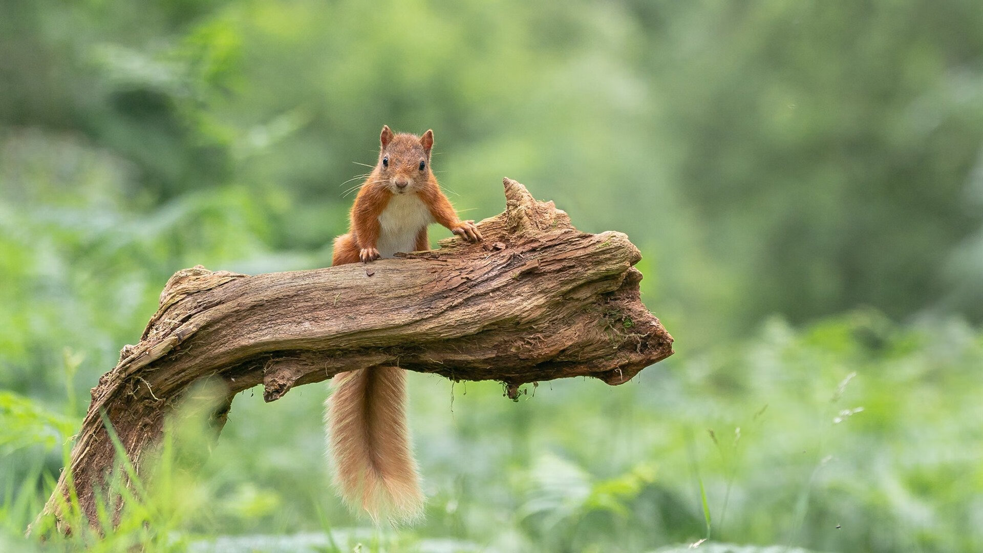 CBA联赛推动比赛直播互动创新增强粉丝体验，cba2020-2021直播平台