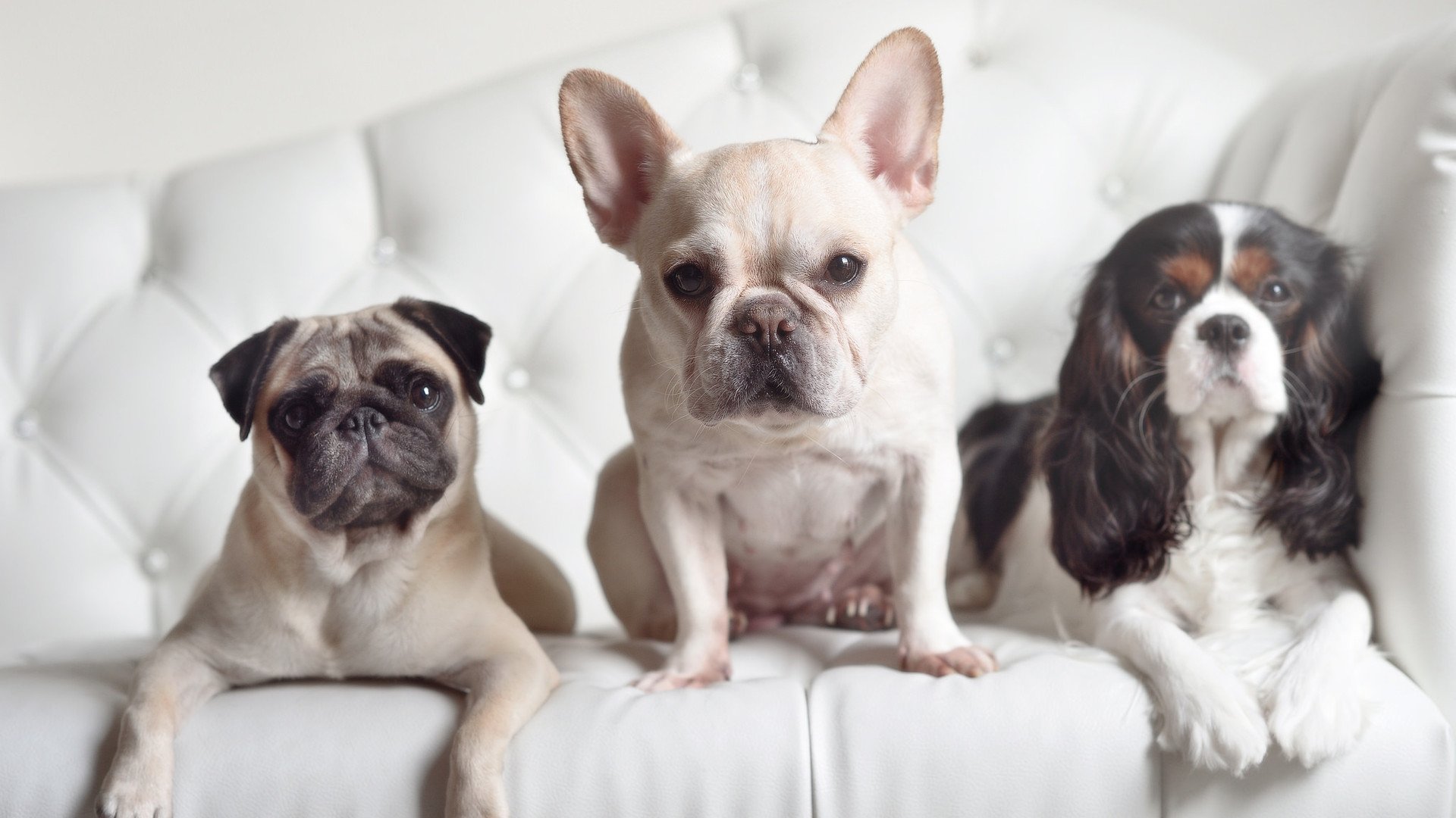 乐鱼体育官网-国王场边训练照展示球员专注面貌，国王 球队