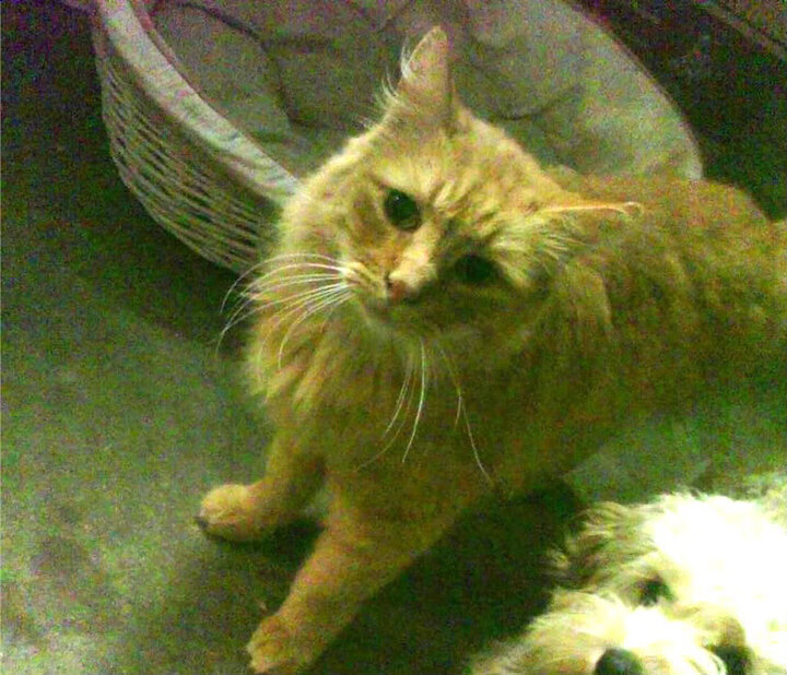 乐鱼体育平台-巴黎圣日耳曼再度夺冠，法甲霸主地位巩固