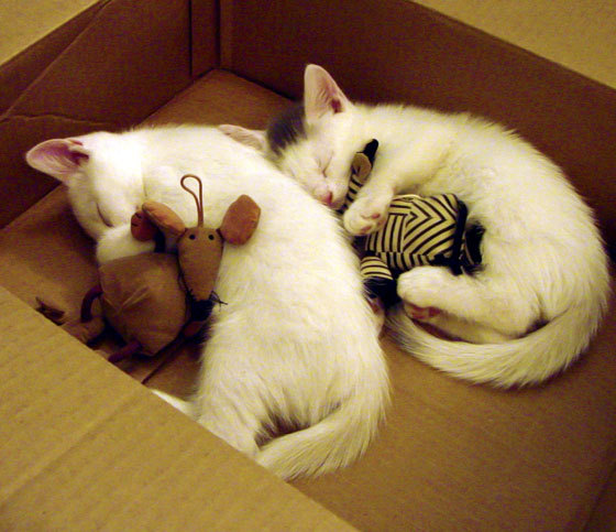 乐鱼体育在线网站-林丹参加高校讲座分享运动人生哲学，林丹参加的节目