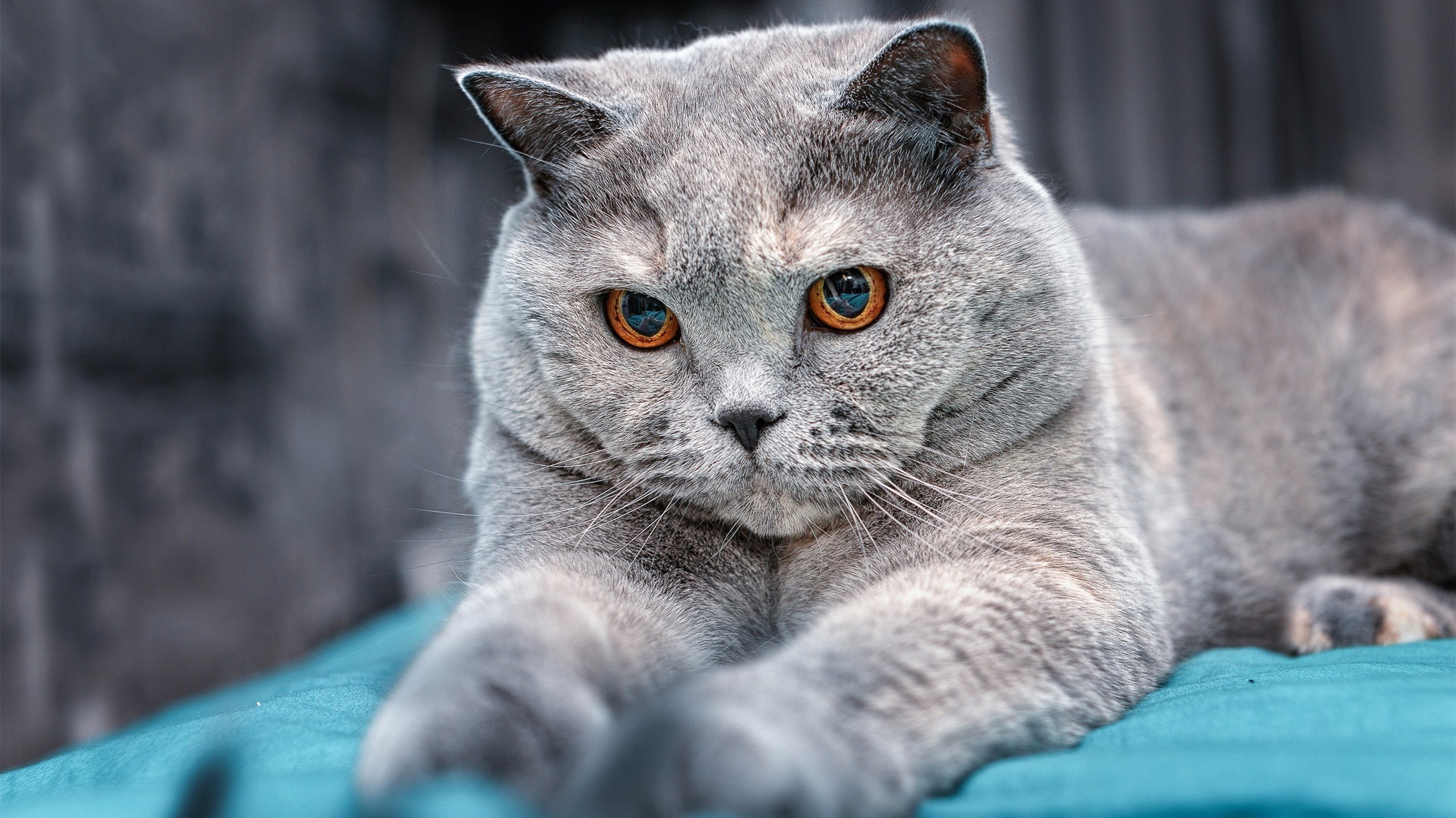 乐鱼体育在线下载-西甲神级过人：瞬间改变比赛走势，西甲loading